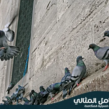 شركة مكافحة الحمام بالاحساء