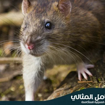 شركة مكافحة الفئران بالاحساء