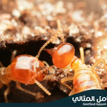 شركة مكافحة النمل الابيض بالاحساء