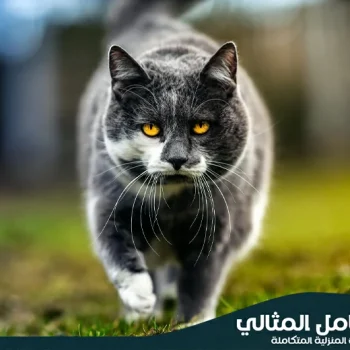 شركة مكافحة القطط بالاحساء