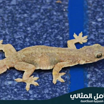 شركة مكافحة الوزغ بالاحساء