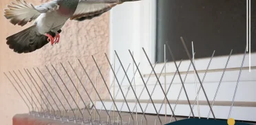 شركة تركيب طارد الحمام بصفوى