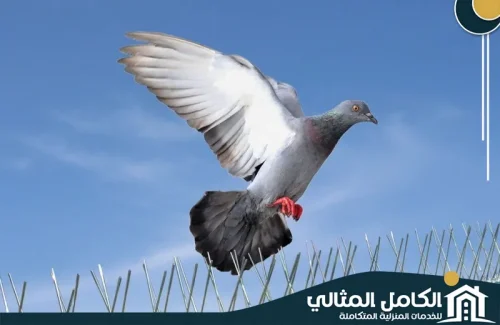 Anti pigeons (2) Anti pigeons (2)