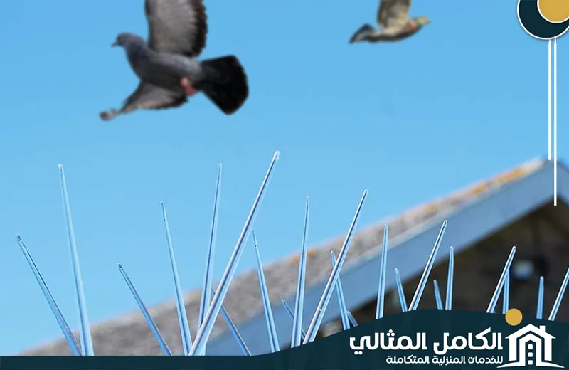 Anti pigeons (2) Anti pigeons (2)