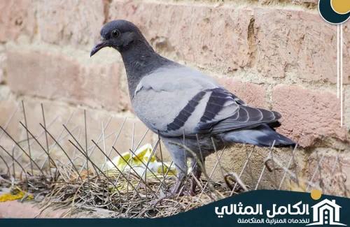 Anti pigeons (3) Anti pigeons (3)