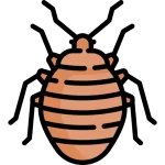 مكافحة بق الفراش