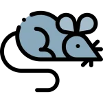 مكافحة الفئران