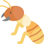 مكافحة النمل الابيض