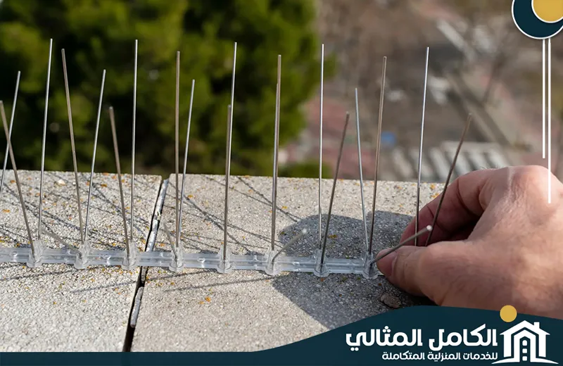 Qatif Pigeon control Qatif Pigeon control