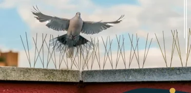 شركة تركيب طارد الحمام بالقطيف