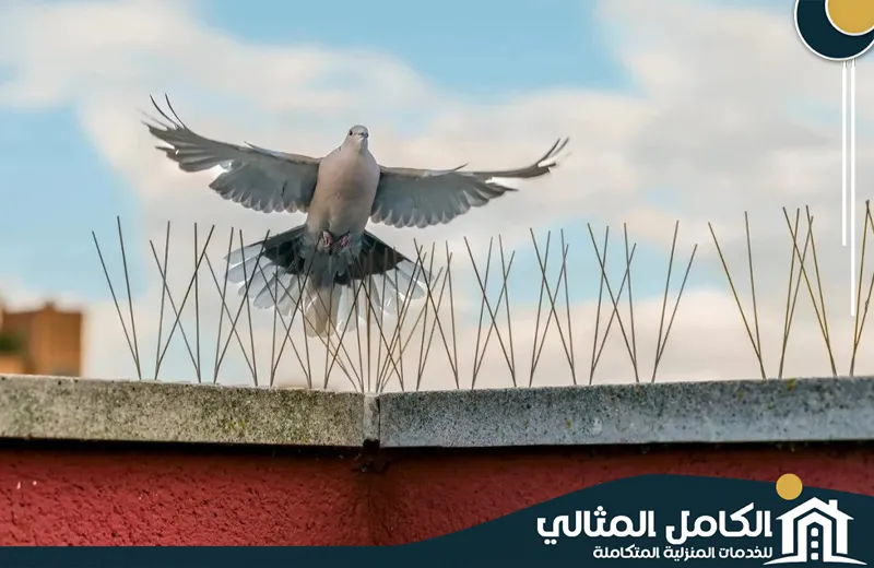 شركة تركيب طارد الحمام بالقطيف